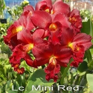 Lc. Mini red dragon