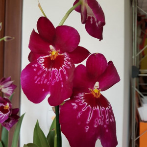 Miltoniopsis - Img 1