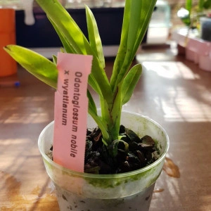 Odontoglossum Nobile X Odontoglossum Wyattianum - Img 3