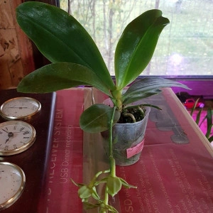Phal. Brother Ambo Passion X Phal. Jessie Lee var. A FS - Img 2
