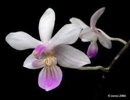 Phal. Cornu-Cervi var. Red X Phal. Lindenii - Img 4