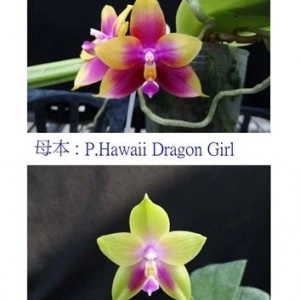 Phal. Hawai Dragon Girl X Phal. KS Happy Eagle FS