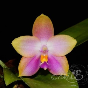 Phal. (Lynd. E. Emer X Lds. B. Q.) X (Phal. Amboinensis X Phal. Zh. Min Etch) FS