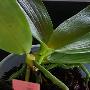 Phal. Violacea var. Sumatra 4N FS - Img 3