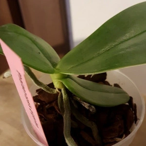 Phalaenopsis Gigantea NFS - Img 2