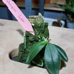 Phalaenopsis Lobbii - Img 2