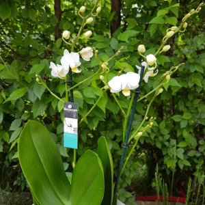 Phalaenopsis Sogo Popcorn - Img 2