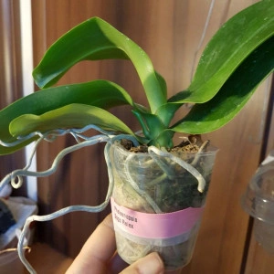 Phalaenopsis Sogo Relex FS j2 - Img 2