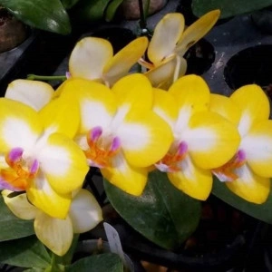 Phalaenopsis Yen Shuai Sweet Girl "Shiny Girl" FS