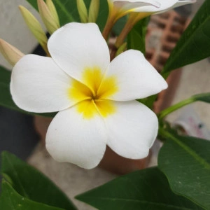 Plumeria Blizard