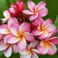 Plumeria Divine