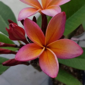 Plumeria Epic - Img 2