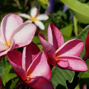 Plumeria Lorien