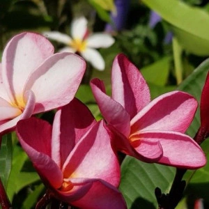 Plumeria Lorien