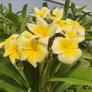 Plumeria Obp No.9