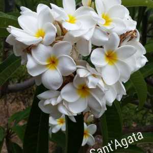 Plumeria Sant'Agata
