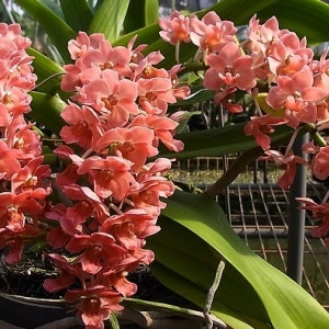 Rhynchostylis Gigantea Peach