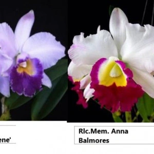 Rlc. Mem. Anna Balmores