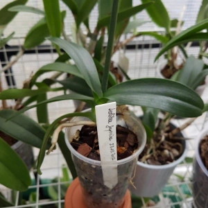 Sedirea Japonica FS - Img 2