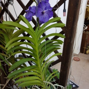 Vanda Blue Magic SS1 - Img 3