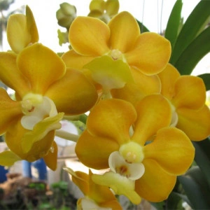Vanda Denisoniana X xself w1 FS