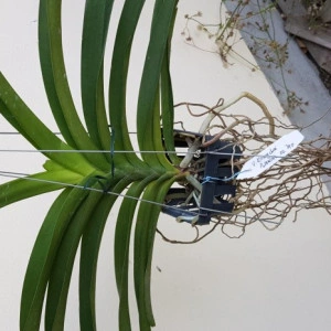 Vanda Kriengchai Brownie no. 240 - Img 2