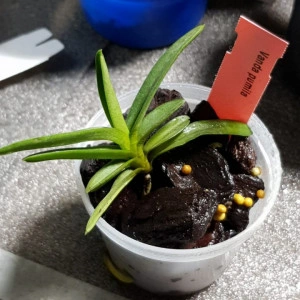 Vanda Pumila FS - Img 3