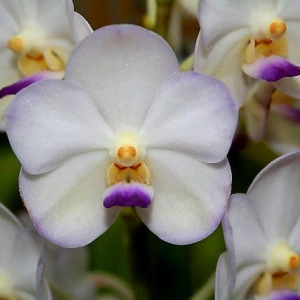 Vasco. Viboon Velvet
