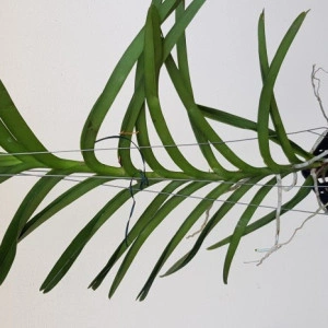 Xra Little Fragrance - Img 2