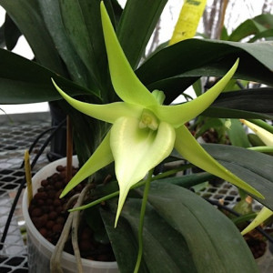 Angraecum Crestwood Tomorrow Star FS
