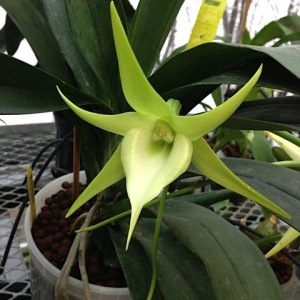 Angraecum Crestwood Tomorrow Star FS
