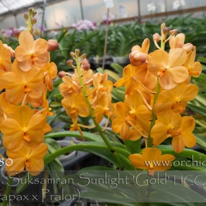 Ascda. Suksamram Sunlight AM/Korat