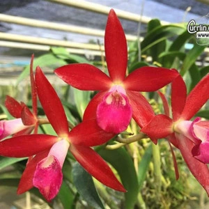 BC. Jairak Fire Star, seedling