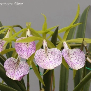 Bc. Nakornpathome silver "Joy black" AM/AOS