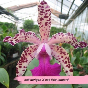 Blc. Durigan X Cattleya Little Leopard