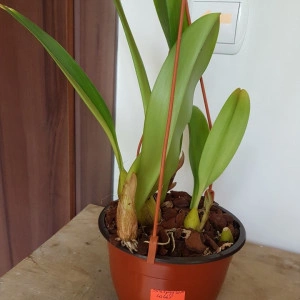 Bubophyllum lobbi - Img 2