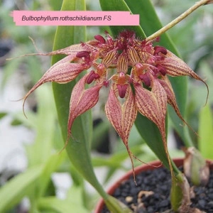 Bulbophyllum Rothschildianum FS