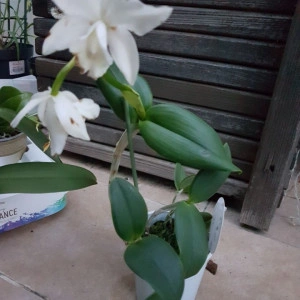 Cattleya alb - Img 3