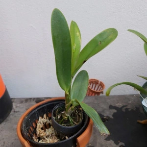 Cattleya aurantiaca - Img 2