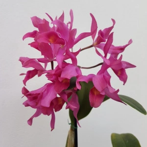Cattleya Guatemalensis - Img 5