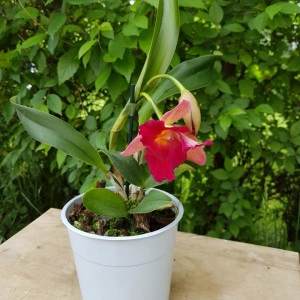 Cattleya roz degrade - Img 2