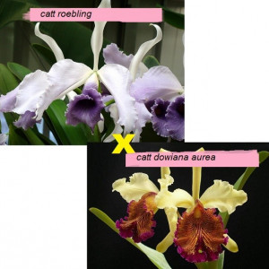 Cattleya Voltare