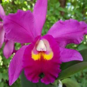 Cattleya
