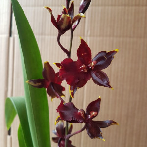 Colmanara Masai Red