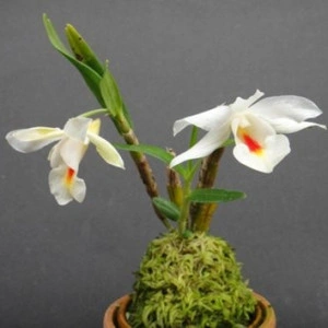 Dendrobium Fuerstenbergianum - Img 4