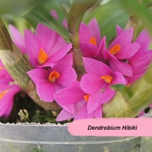 Dendrobium Hibiki FS