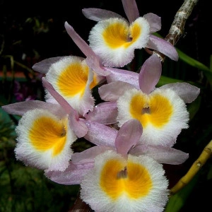 Dendrobium Primulinum FS