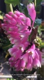 Dendrobium Purpureum x Dendrobium Smilliae, clupms