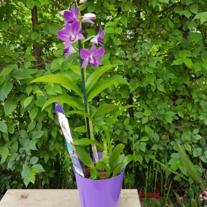 Dendrobium Sa Nook Blue Happiness - Img 2