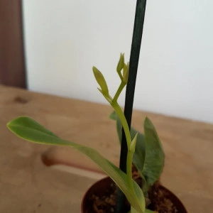 Encyclia campylostalix - Img 3